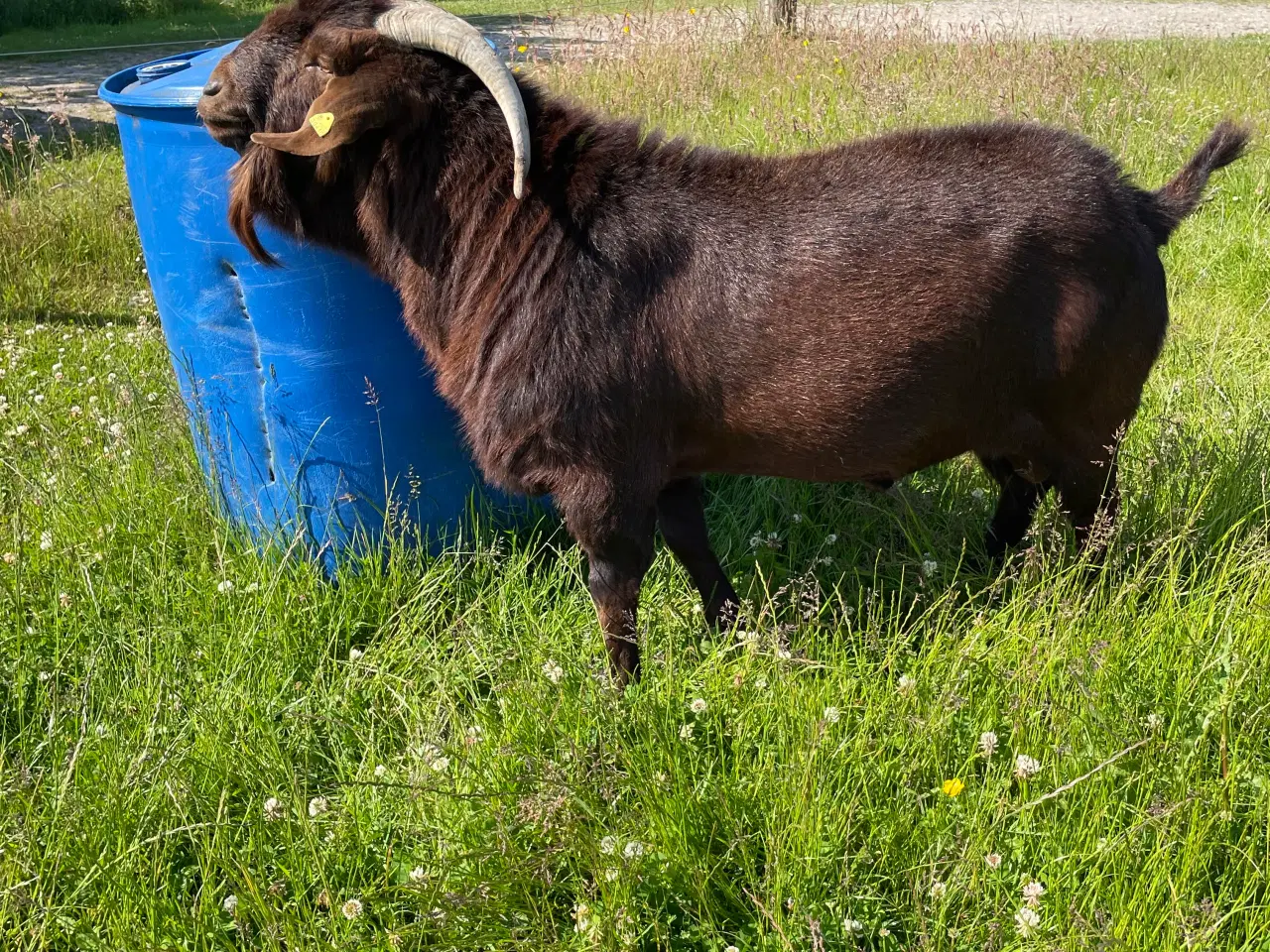 Billede 3 - Udlejning af boerbuk