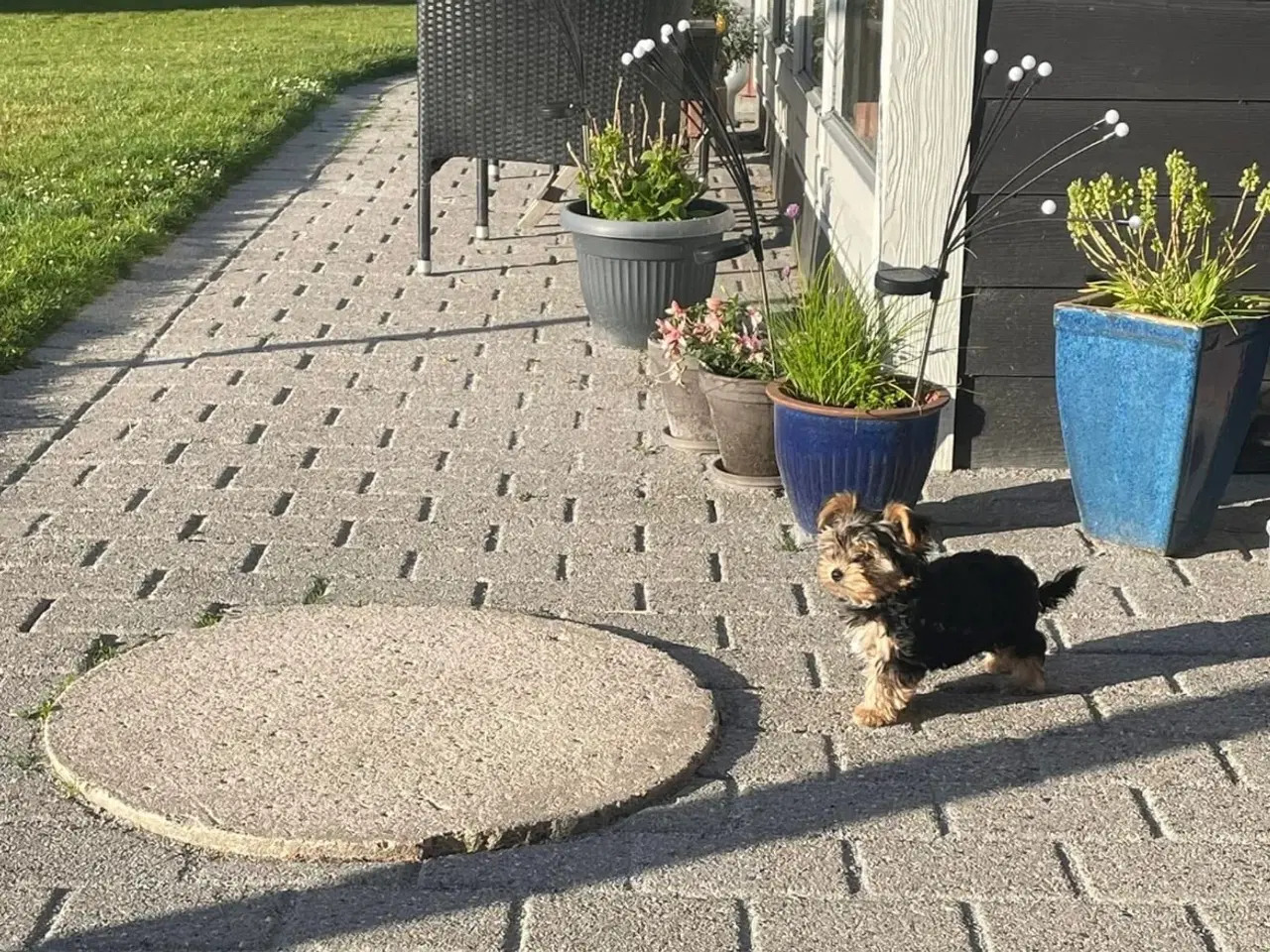 Billede 7 -  parring af Malteser /Yorkshire terrier 