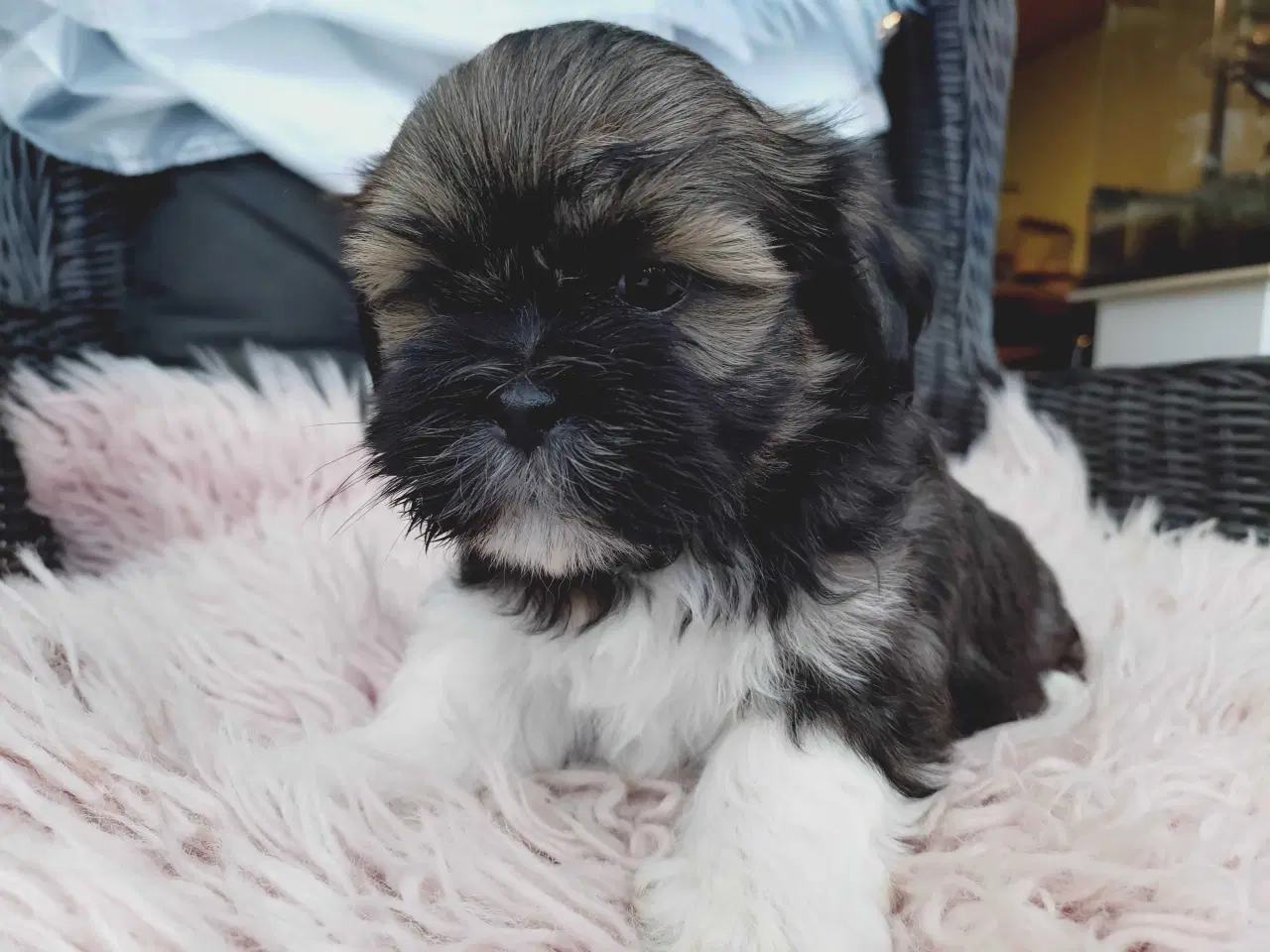 Billede 5 - Lhasa apso hvalpe med stambog