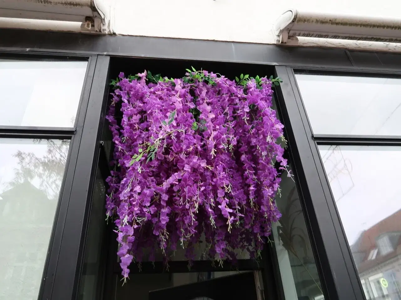 Billede 2 - Udendørs hængeplante