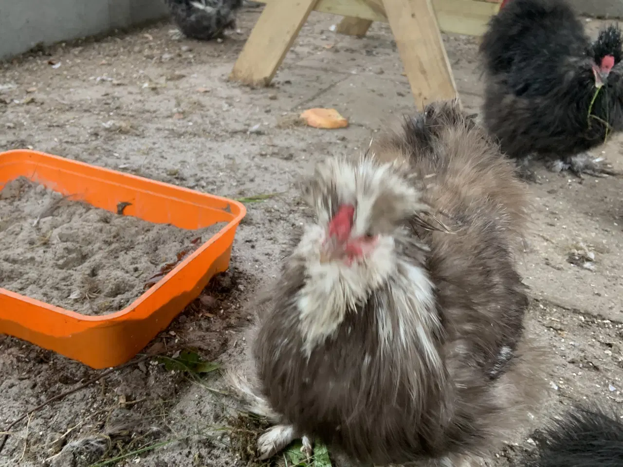 Billede 5 - Us silkehane