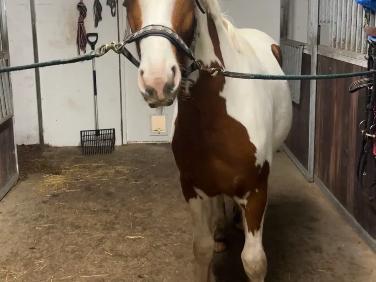 Billede 4 - Tinker/dansk varmblods plag