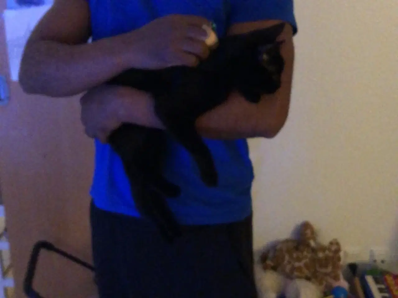 Billede 1 - Skøn kælen og kærlig hunkat/indekat søger hjem