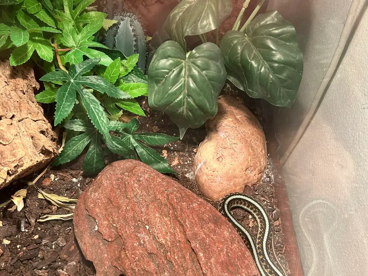 Billede 11 - Smuk strømpebåndssnog incl terrarie