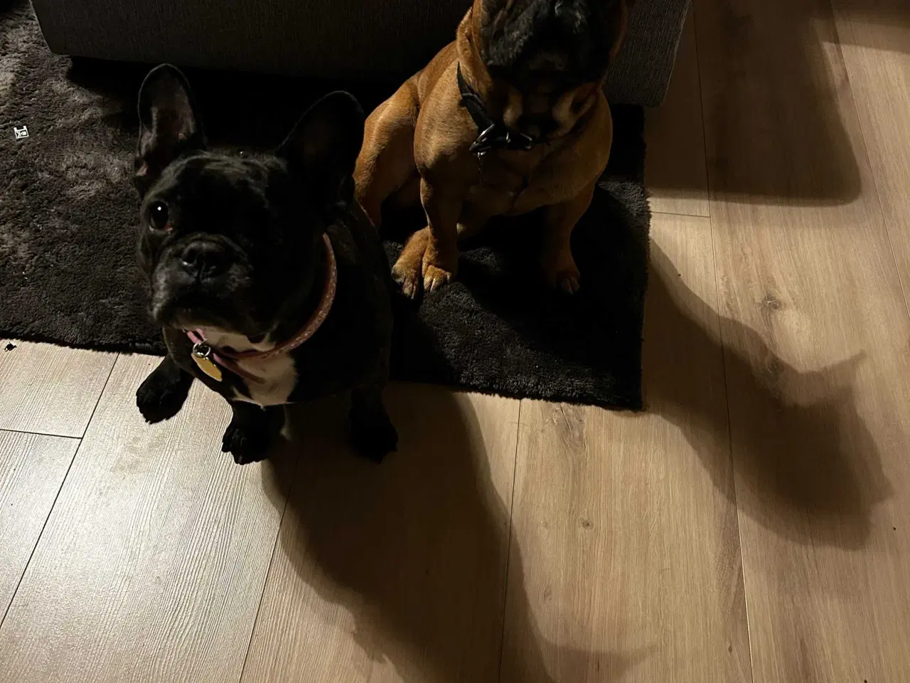 Billede 8 - Fransk bulldog hvalpe(1 pige tilbage)