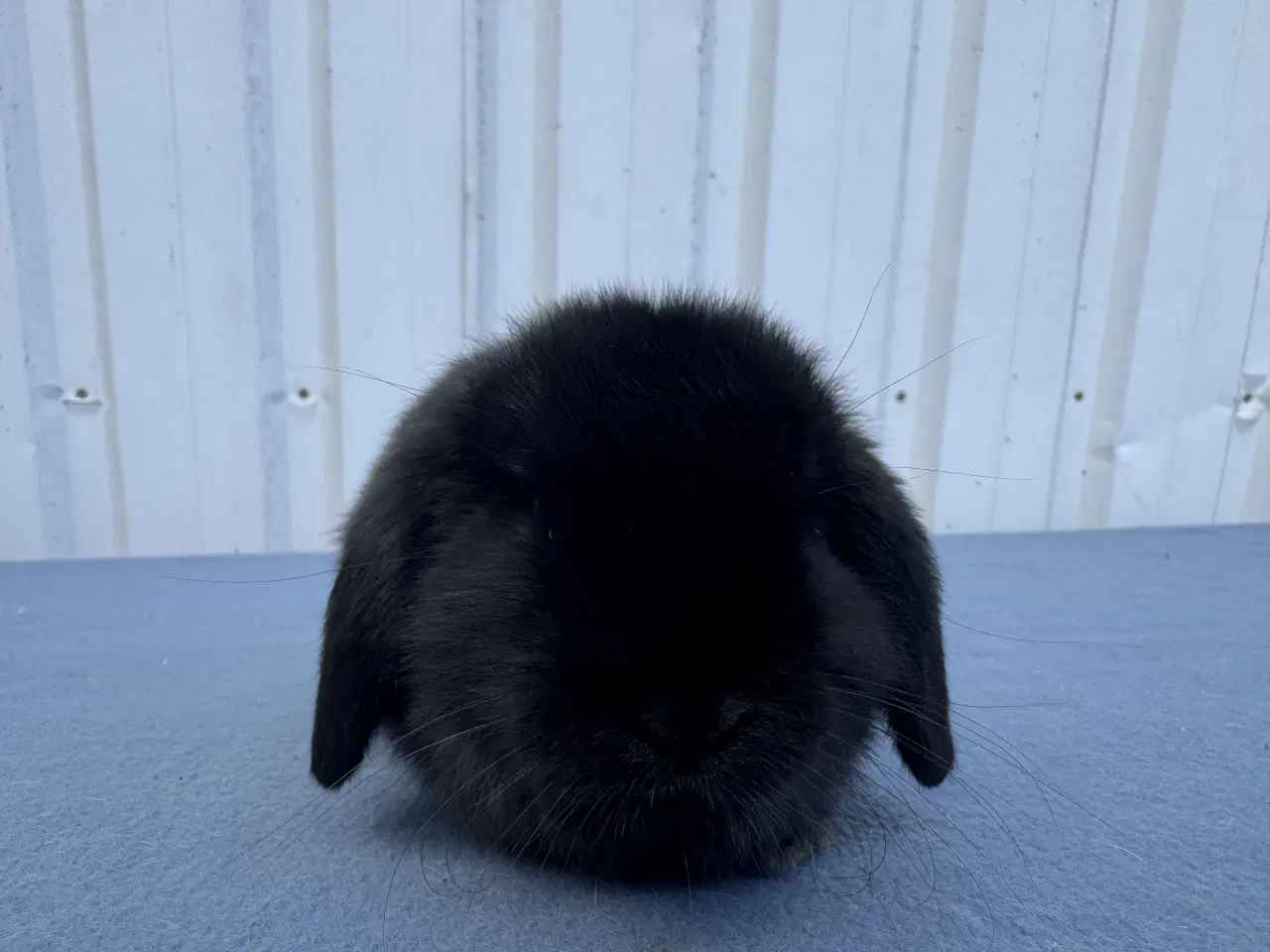 Billede 4 - Dværgvædder hankanin