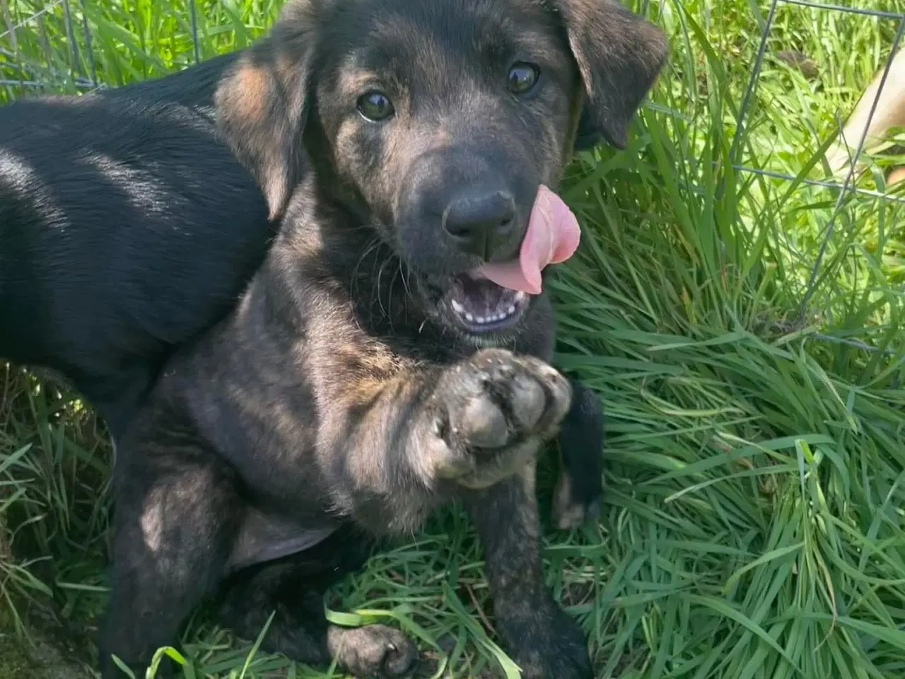 Billede 1 - Kira søger sin egen familie❤️