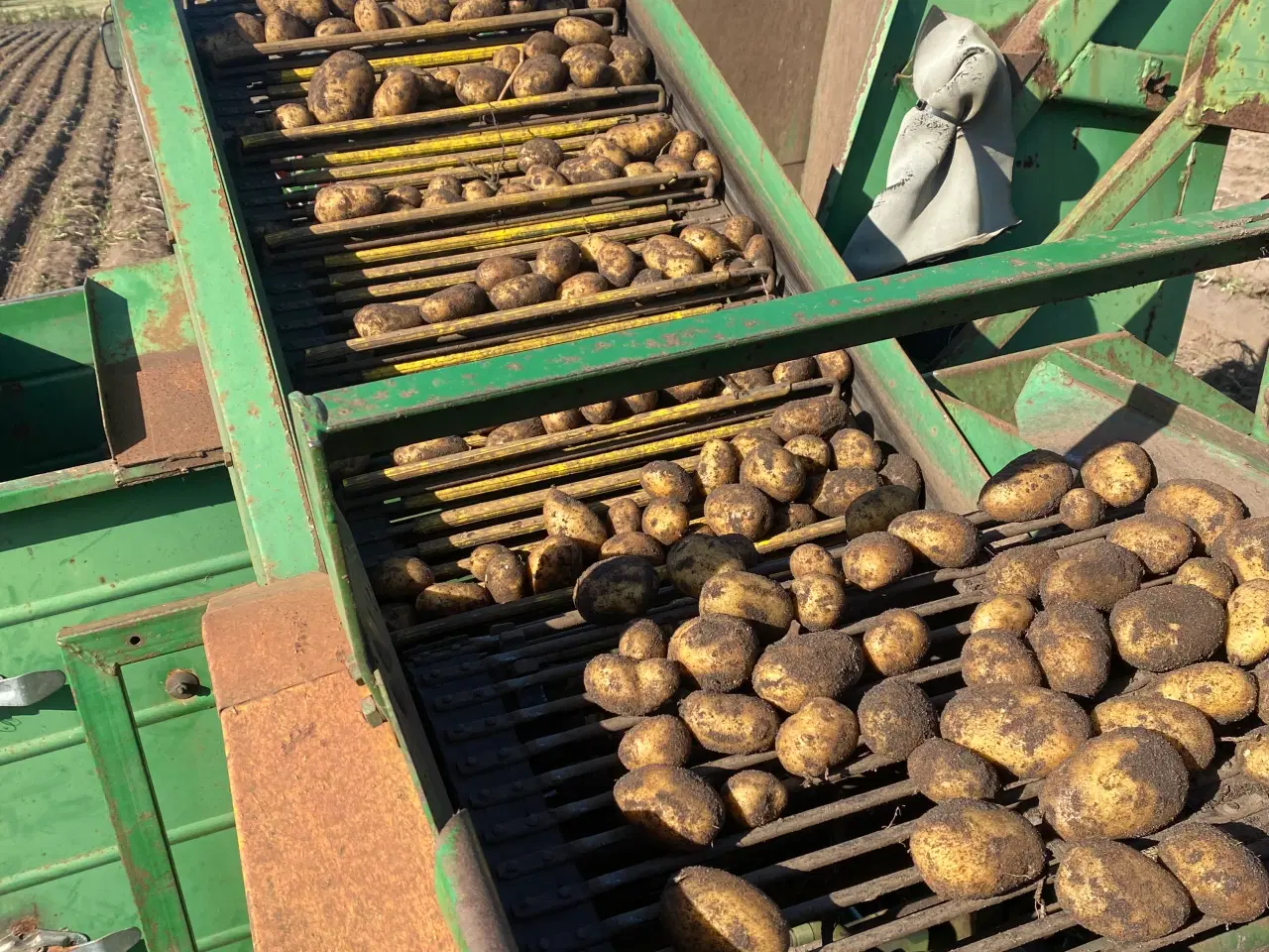 Billede 2 - Sava kartofler