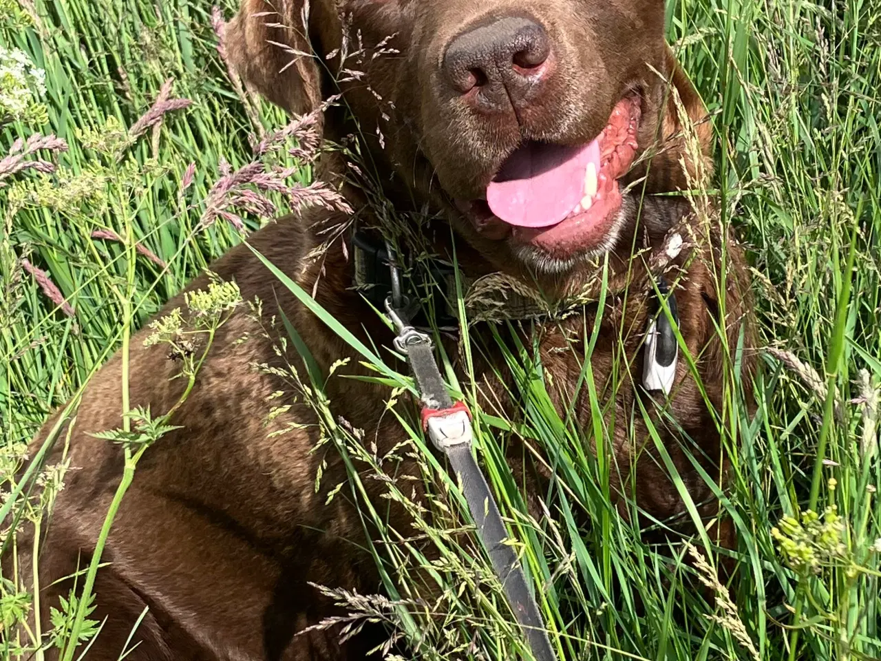 Billede 7 - Brune labradorhvalpe