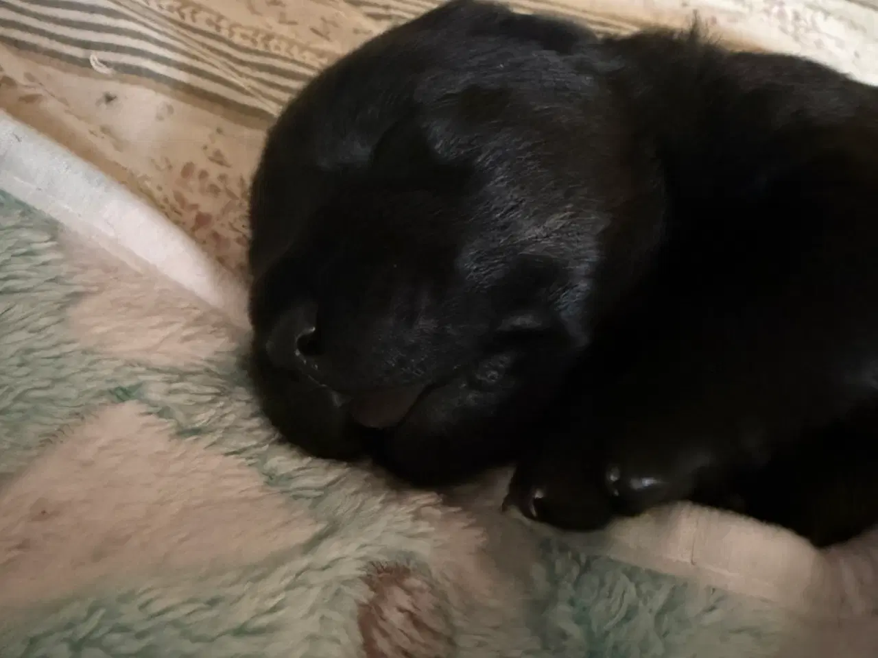 Billede 9 - Rottweiler / Labrador hvalpe