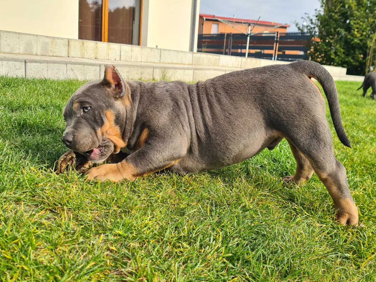 Billede 6 - American Bully Dreng blutricolor