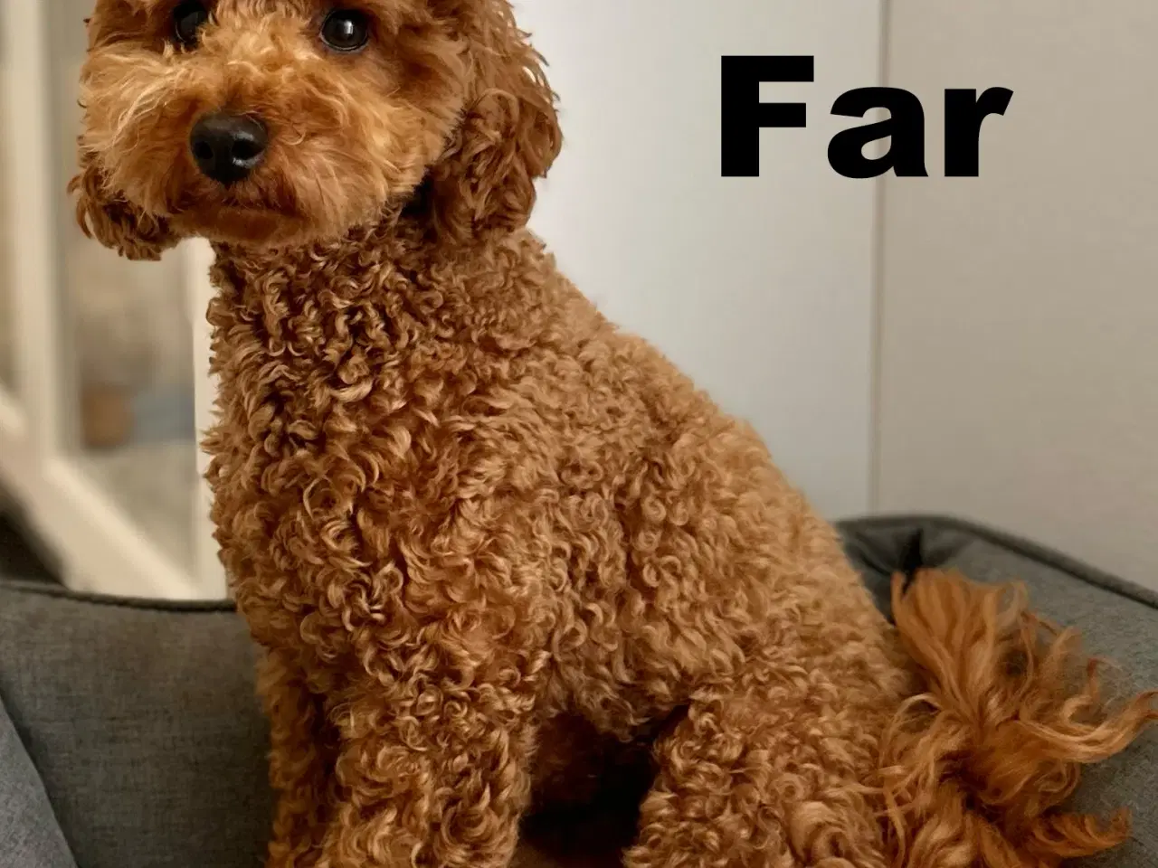 Billede 10 - Maltipoo stueopdræt af DNA testede forældre