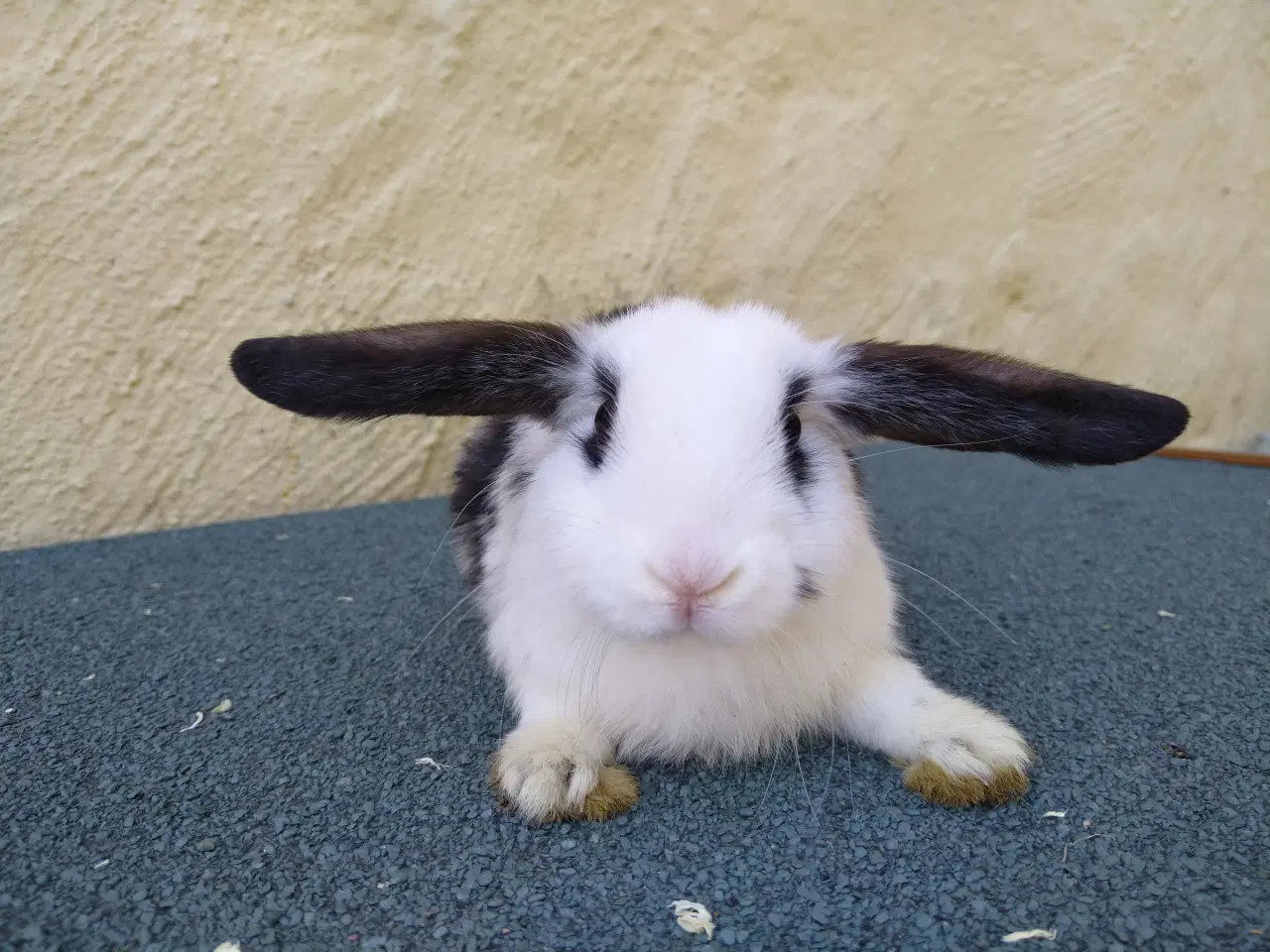 Billede 2 - Mini Lop unger