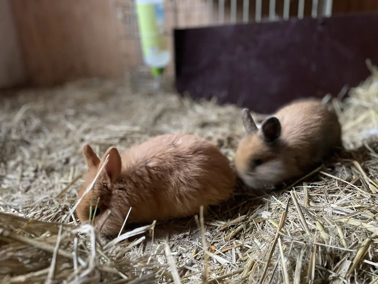 Billede 4 - Kaninunger tamme og tillidsfulde til salg