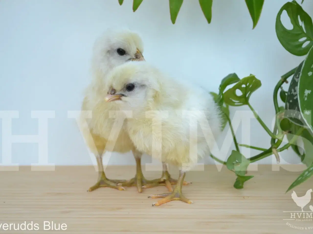 Billede 3 - DAGGAMLE kyllinger fra d. 29/4