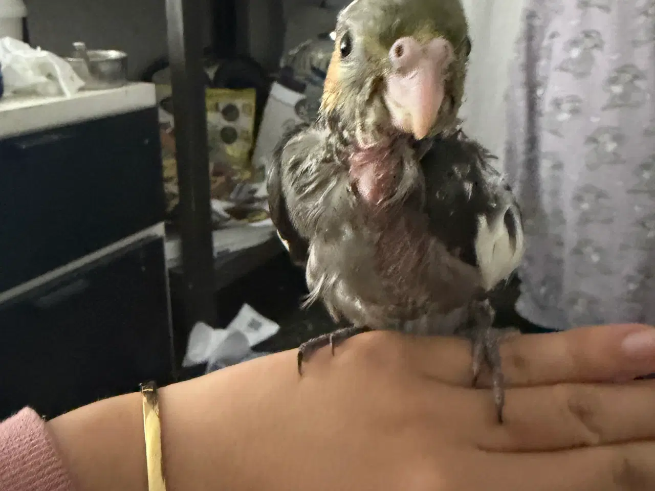 Billede 2 - 100 Tam nymfeparakit unge