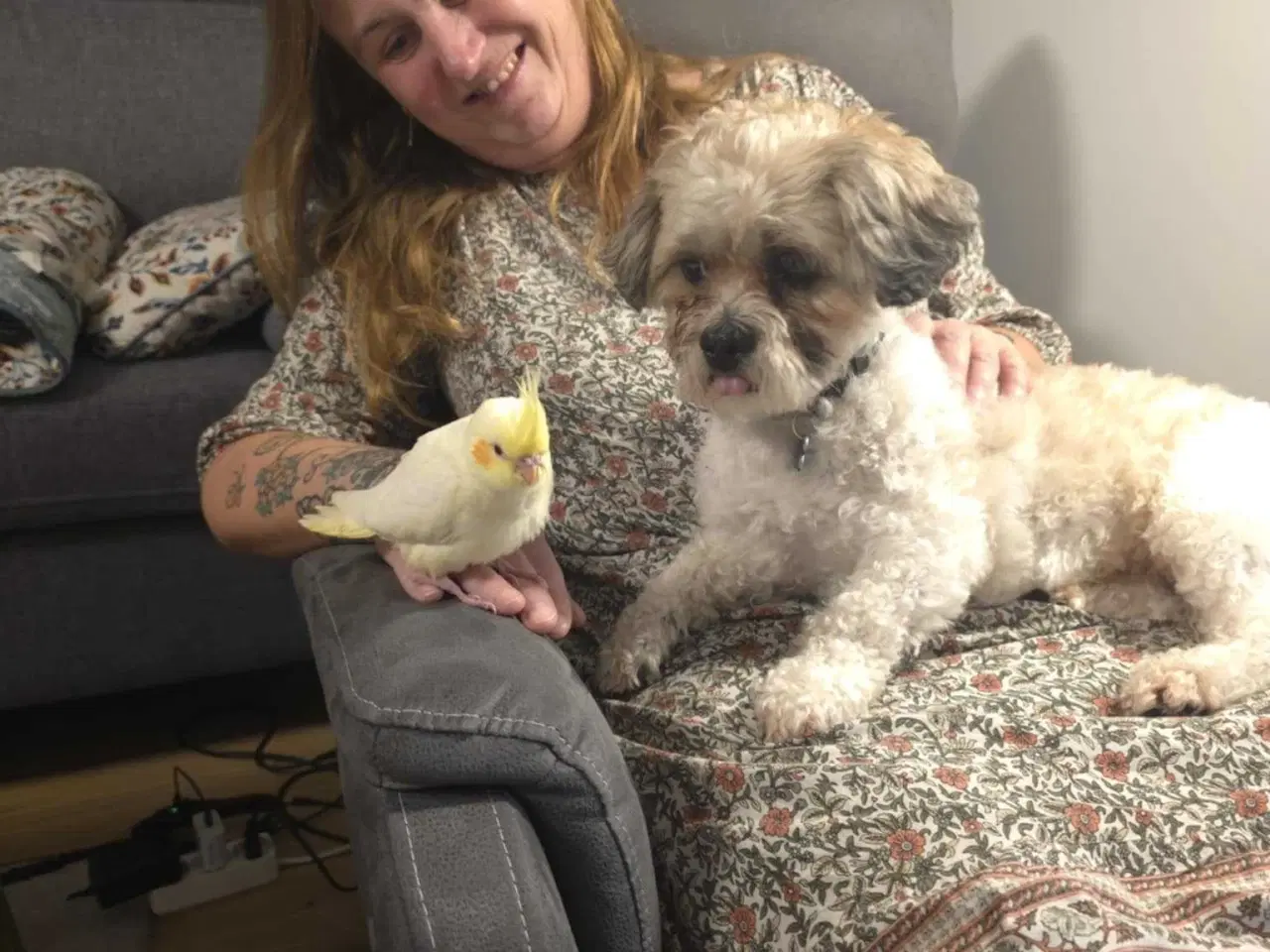 Billede 4 - Nymfeparakit med nyt bur