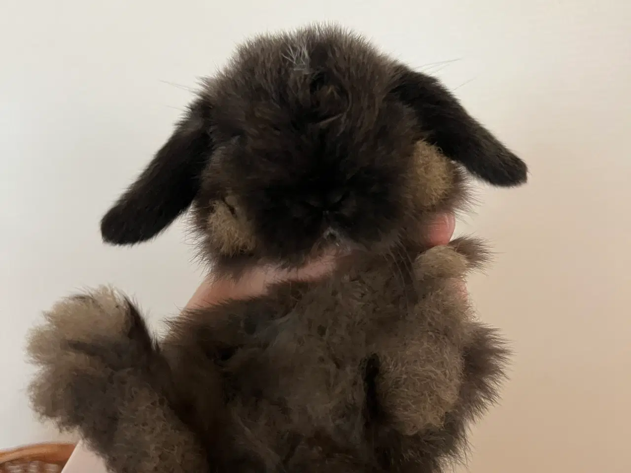 Billede 7 - 5 minilop unger på 8 uger