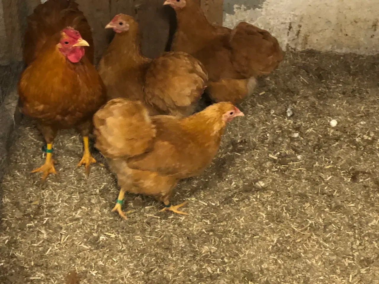 Billede 2 - Racerene dværghøns 