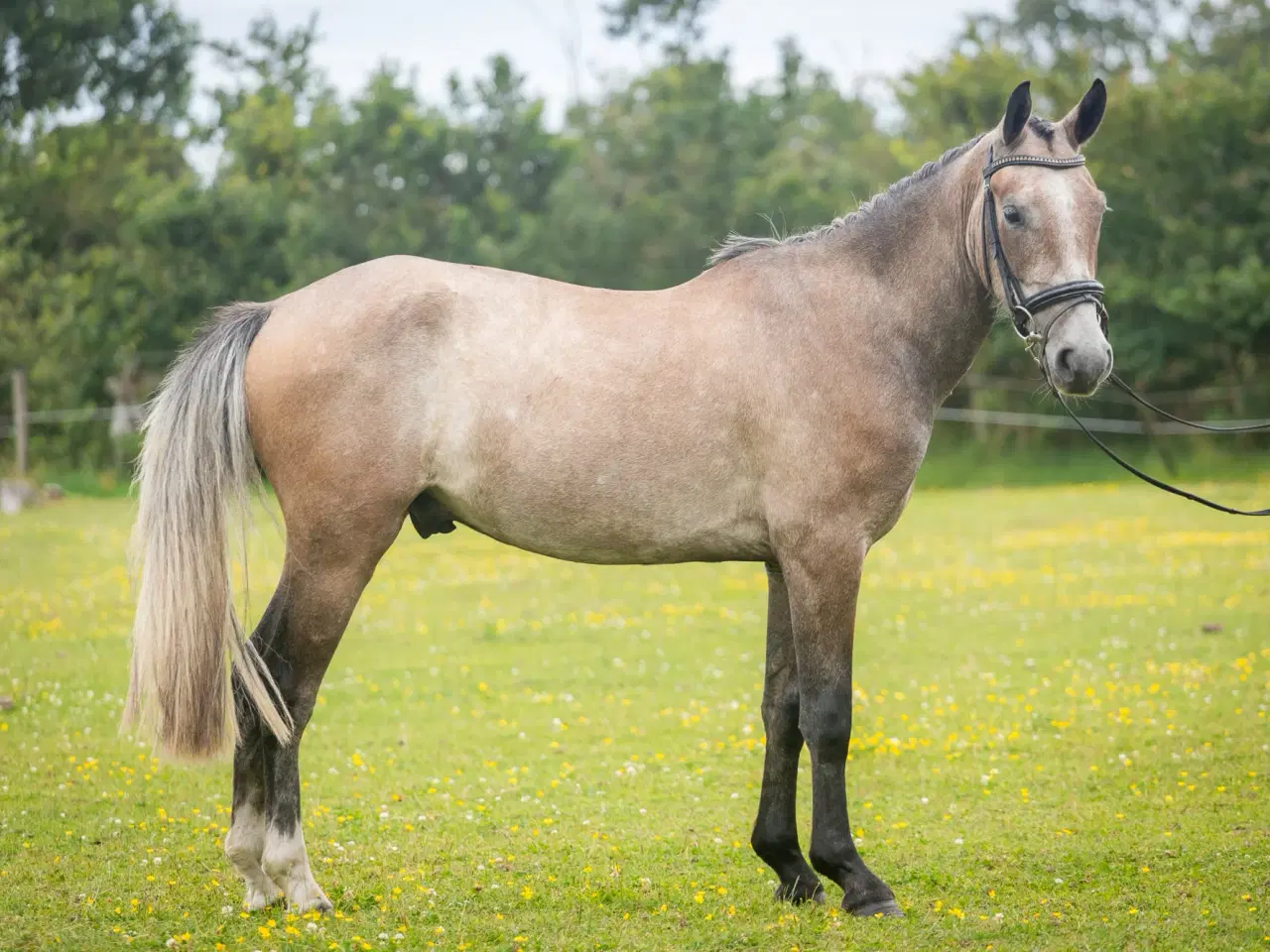 Billede 2 - Dejlig 3 års kat. I pony vallak