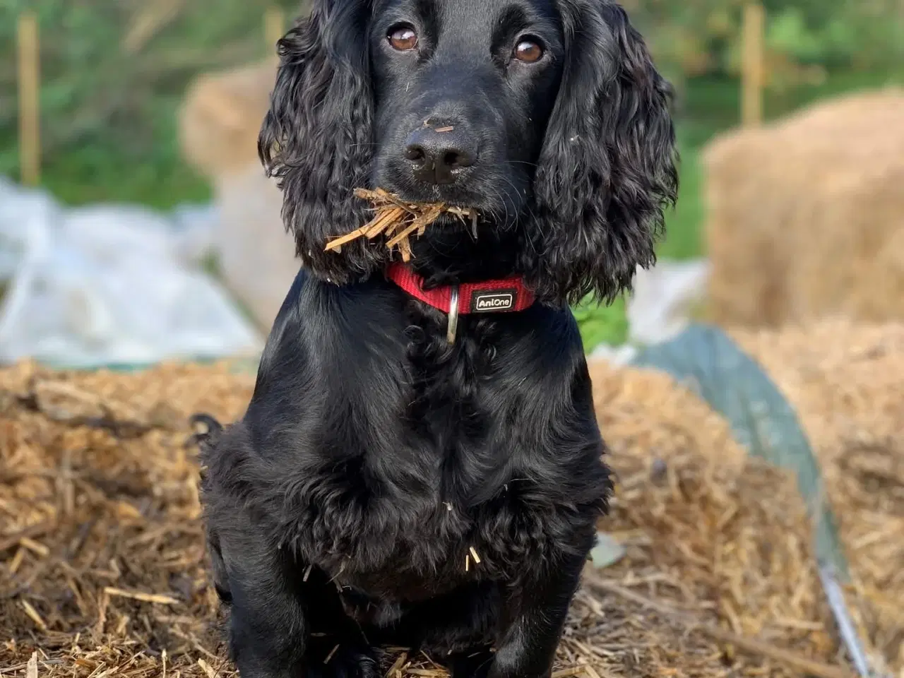 Billede 4 - FT Cockerspaniel hvalpe sælges 