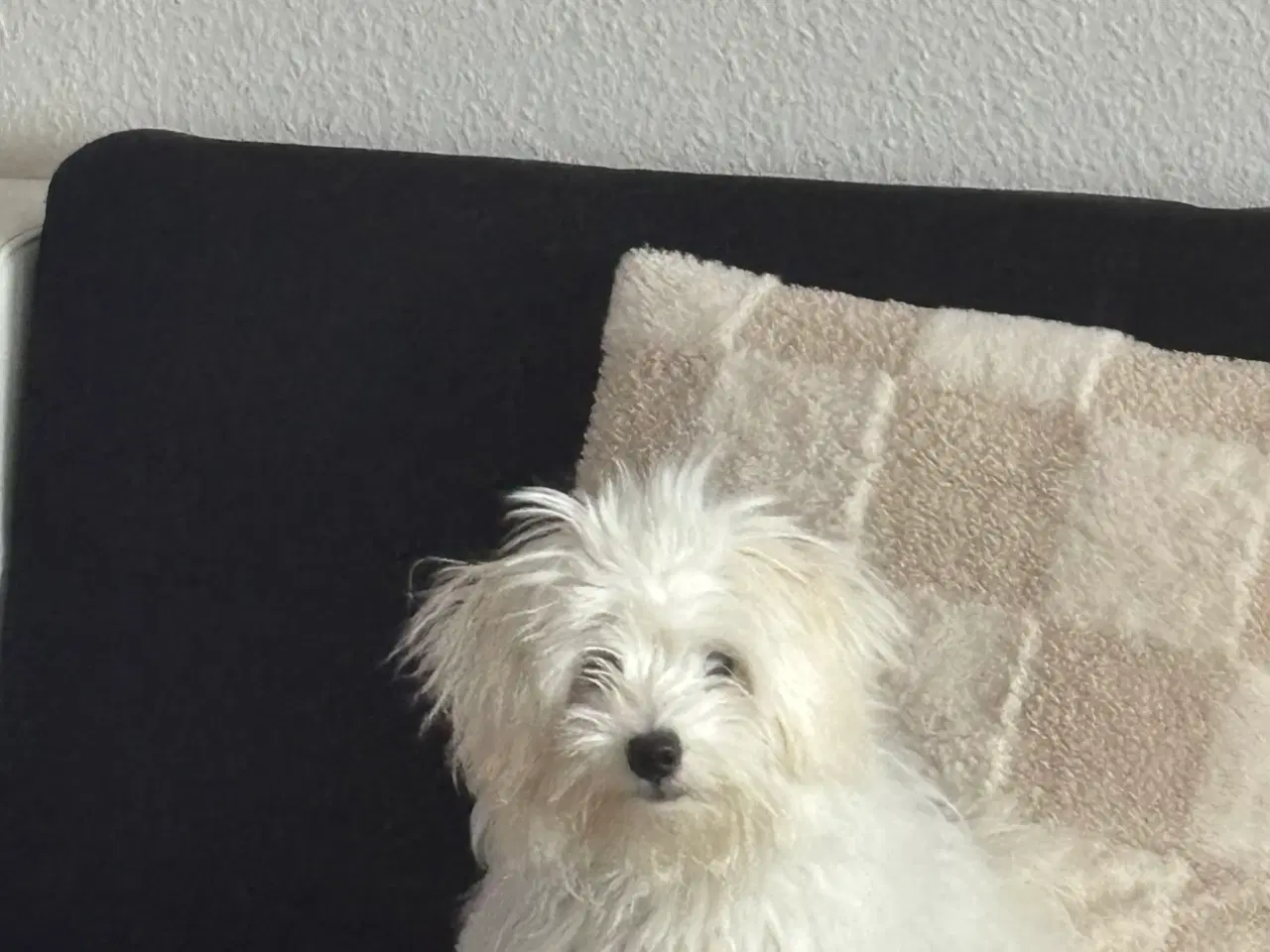Billede 2 - 100% ren malteser