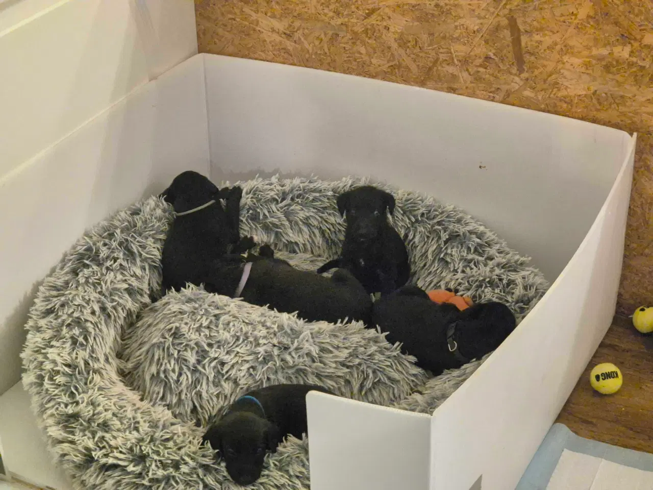 Billede 6 - Unikke Whipoodle