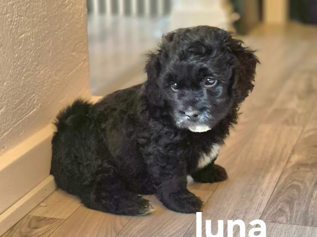 Billede 11 - Havapoo  F1-hvalpe