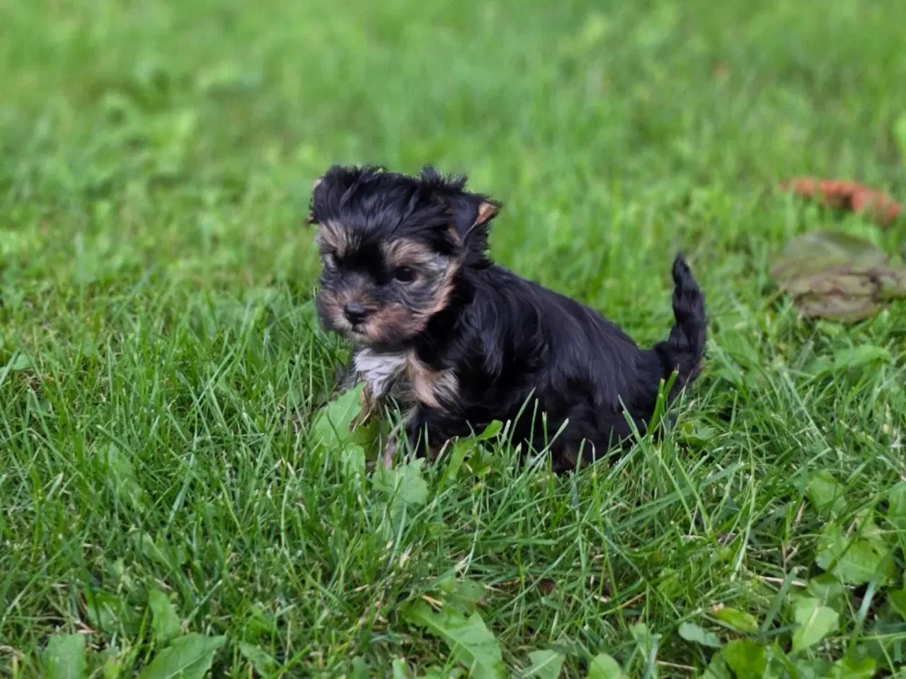 Billede 3 - Yorkshire terrier colored 