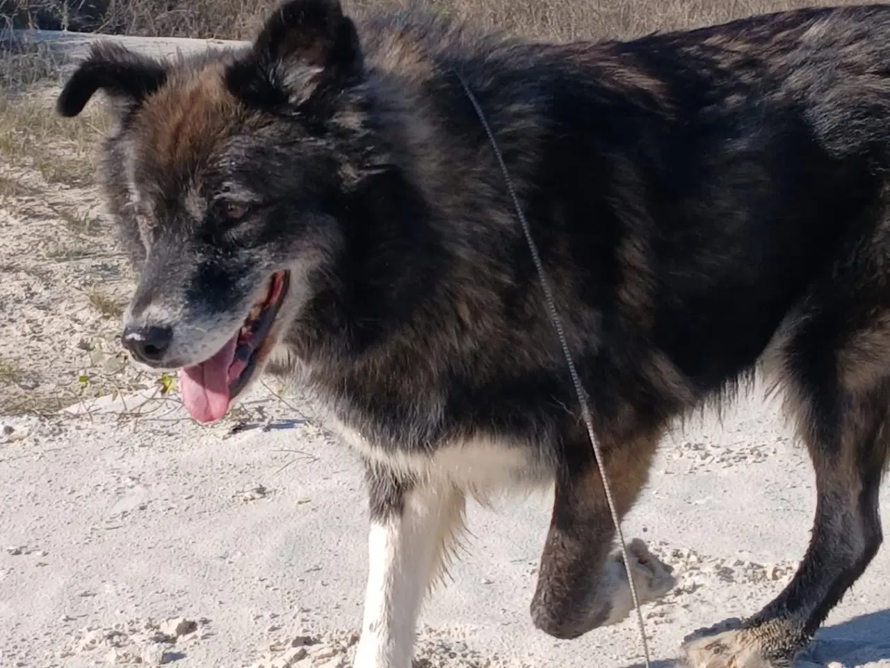 Billede 12 - Vidunderlige Viva søger sin helt egen familie 💝🫶