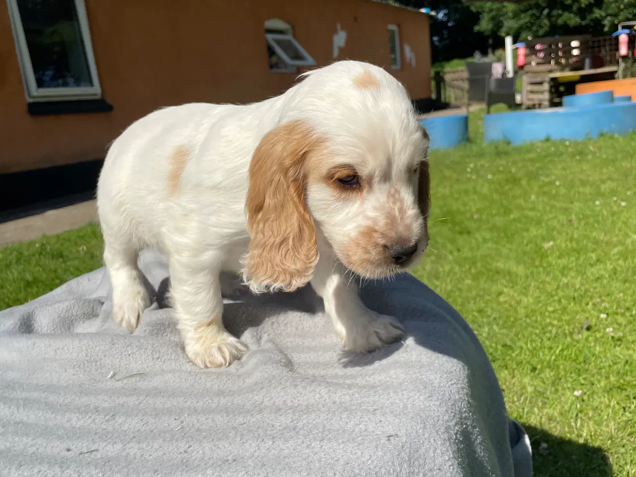 Billede 3 - Cockerspaniel 