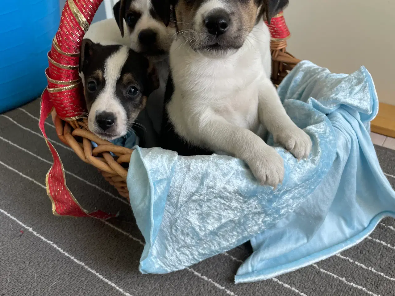 Billede 8 - Dansk svensk Gårdhund hvalpe 