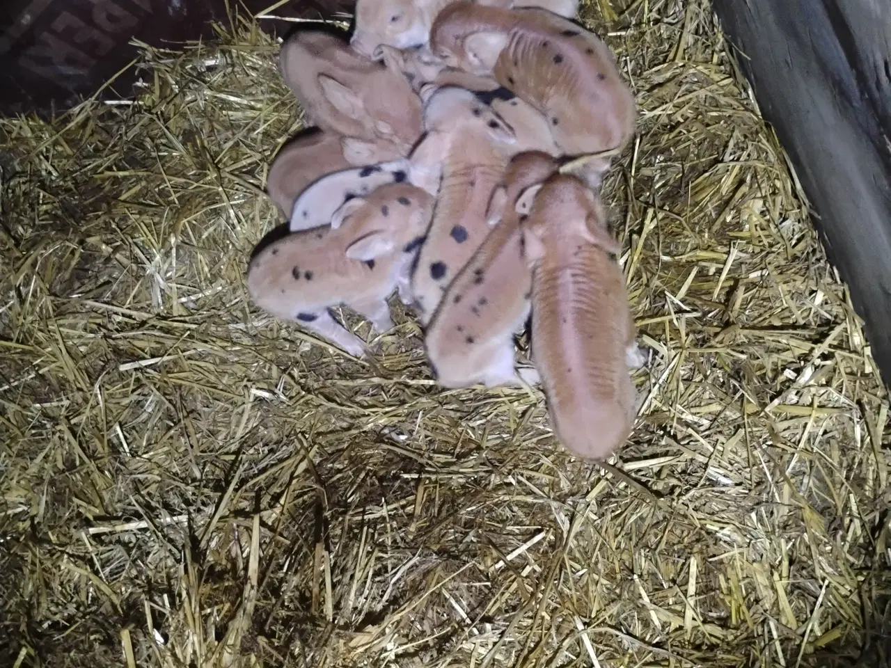 Billede 1 - Smågrise af slagtesvinsracer