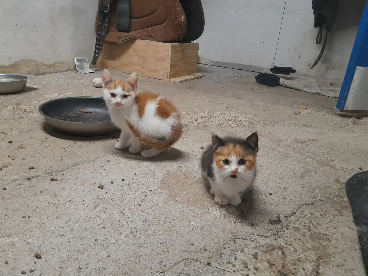 Billede 3 - Kattekillinger