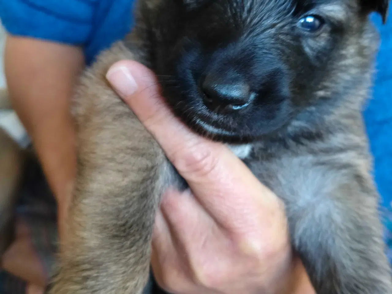 Billede 7 - Belgisk hyrdehund / Schweizisk hyrdehund Hvalpe