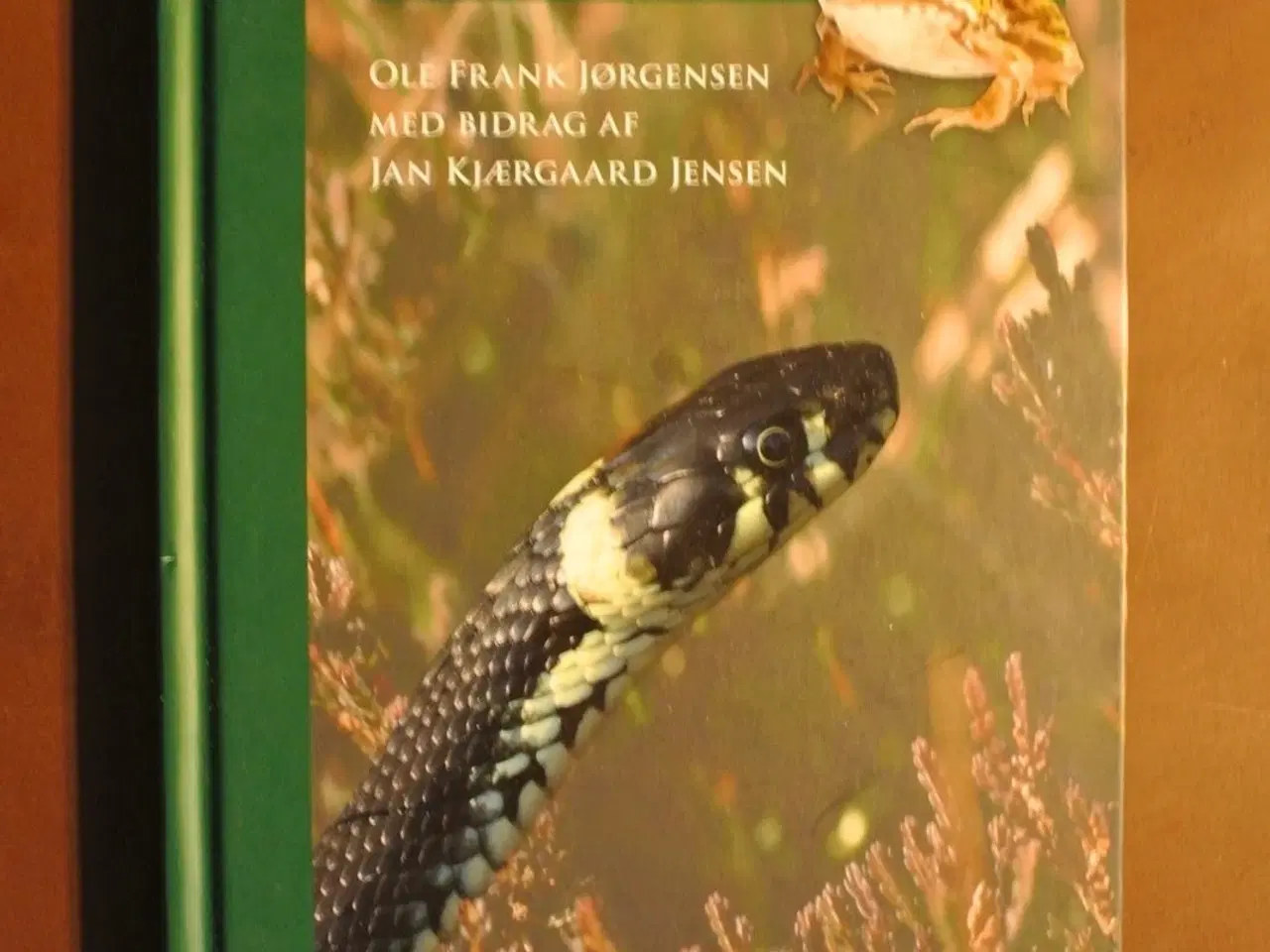 Billede 1 - padder og krybdyr i danmark, af ole frank jørgense