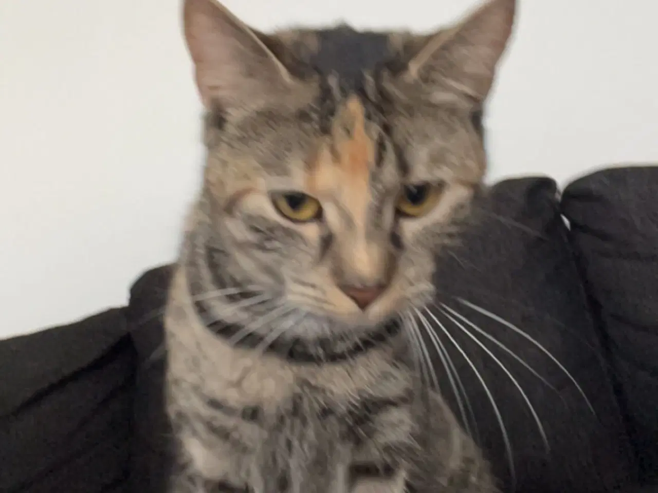 Billede 4 - Hun katte