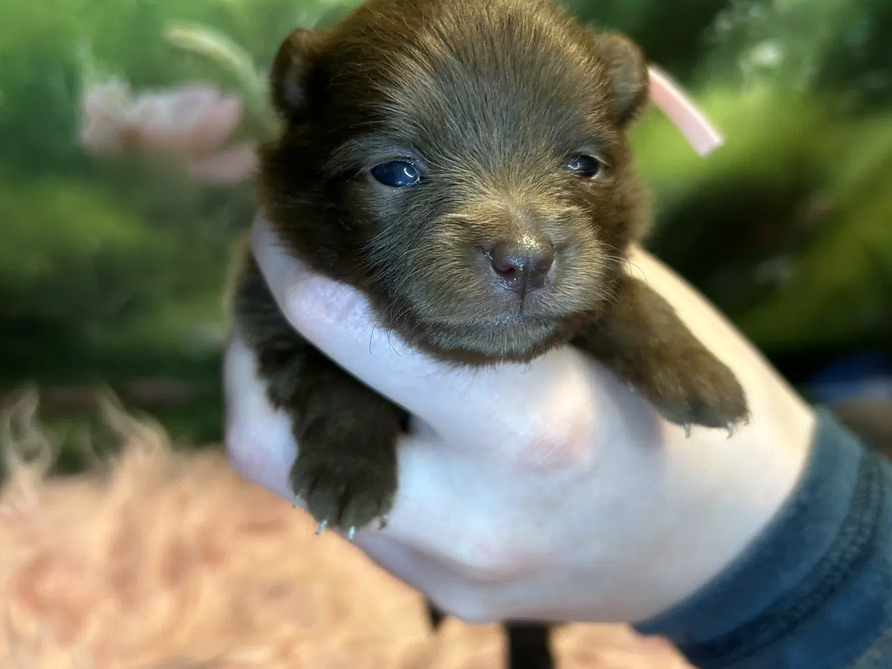 Billede 10 - Meget smukke Pomerania hvalpe 