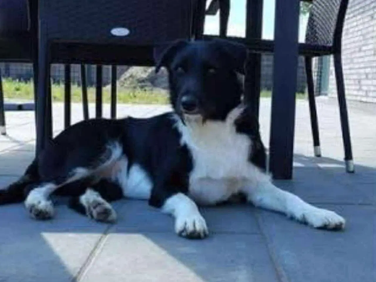 Billede 4 - Dejlige Bella leder efter hjem med hundeven 🫶