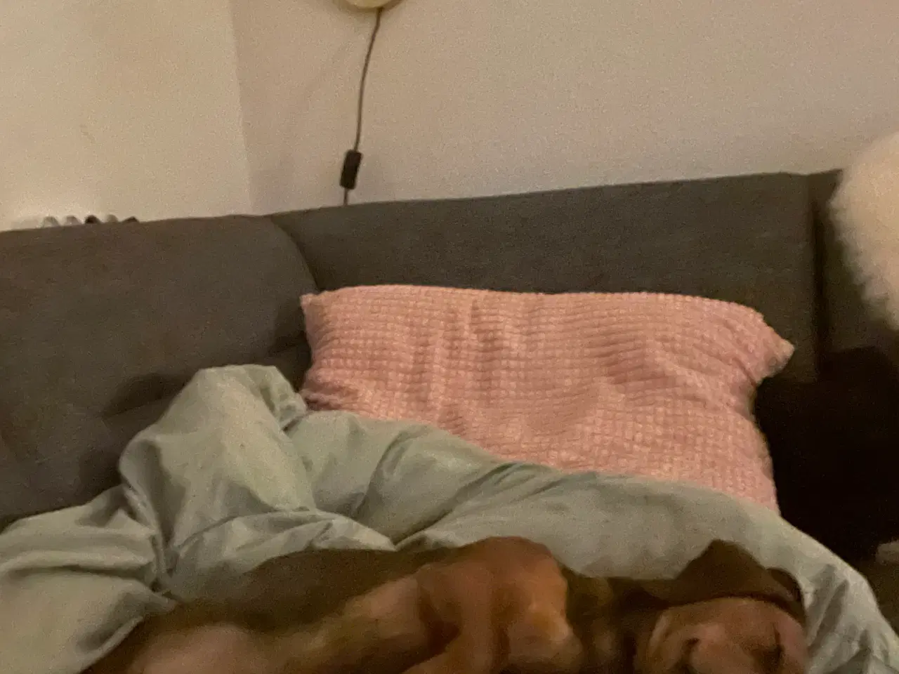 Billede 4 - Hundehvalp