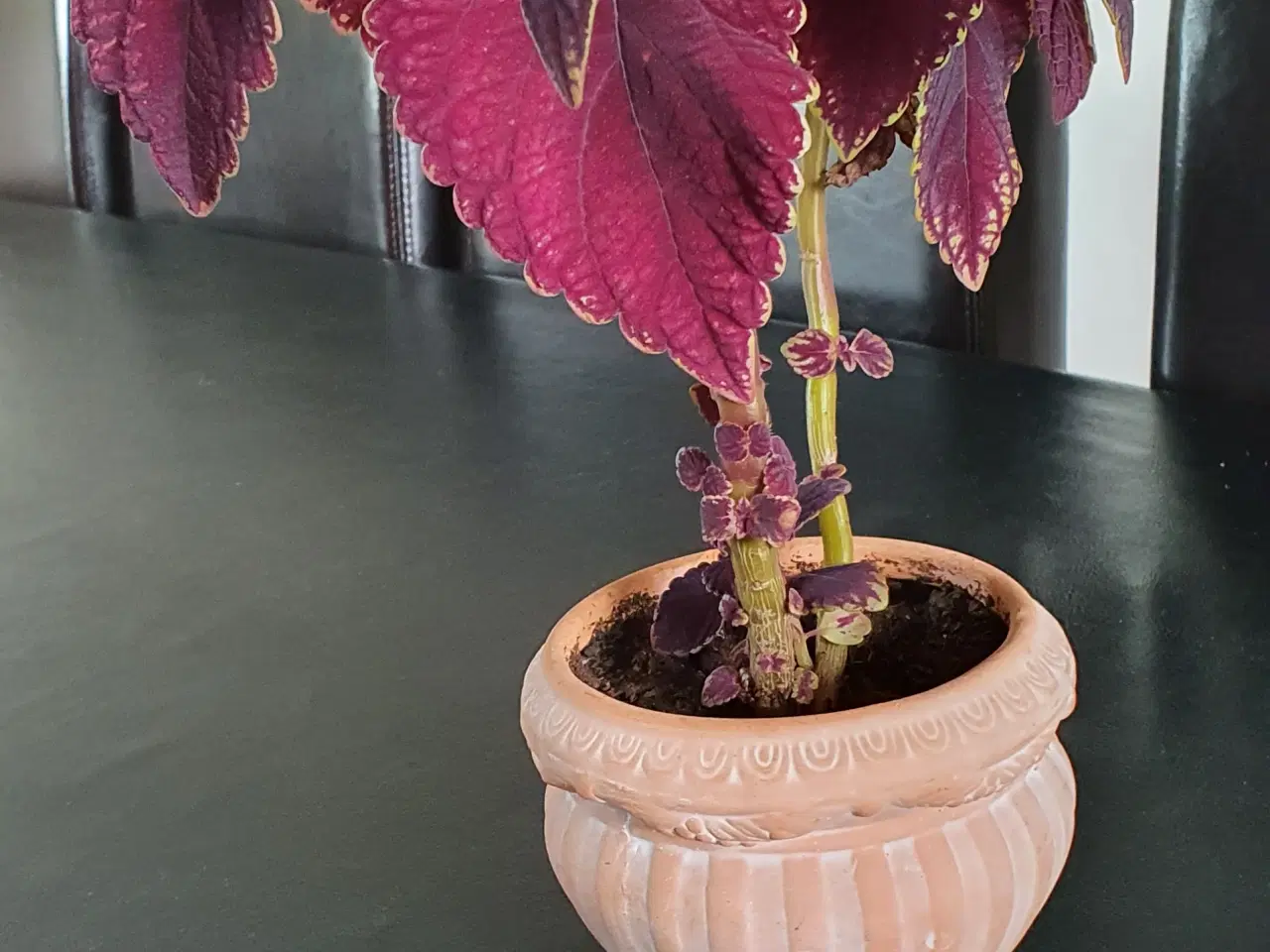 Billede 2 - Stueplante