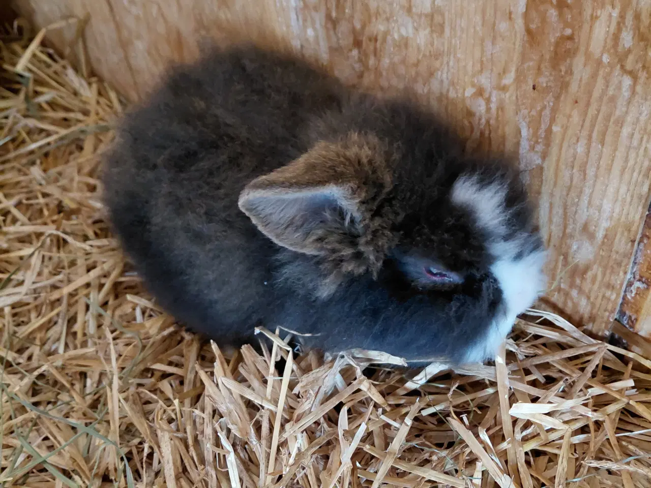 Billede 4 - Løve Dværgkaniner