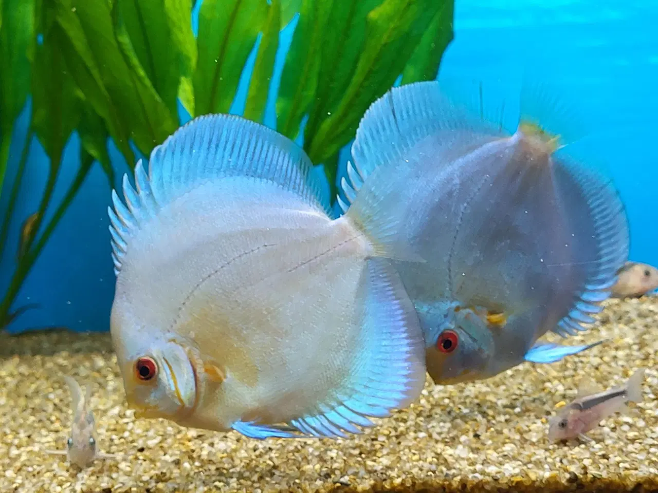 Billede 1 - Discus Fisk Diomond blue