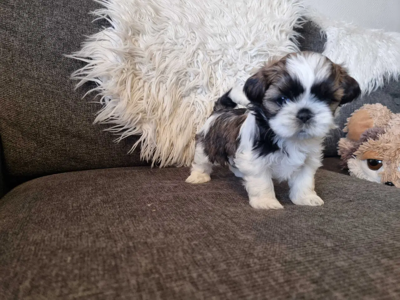 Billede 9 - Shih tzu hvalpe 