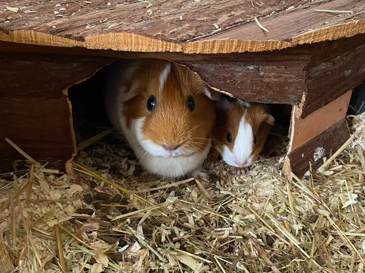 Billede 4 - Marvinunge klar til nyt hjem