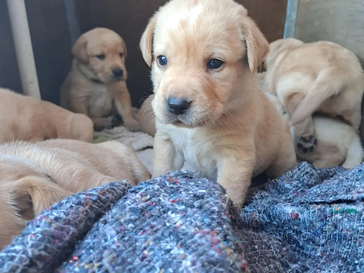 Billede 6 - Labrador hvalpe Sælges 