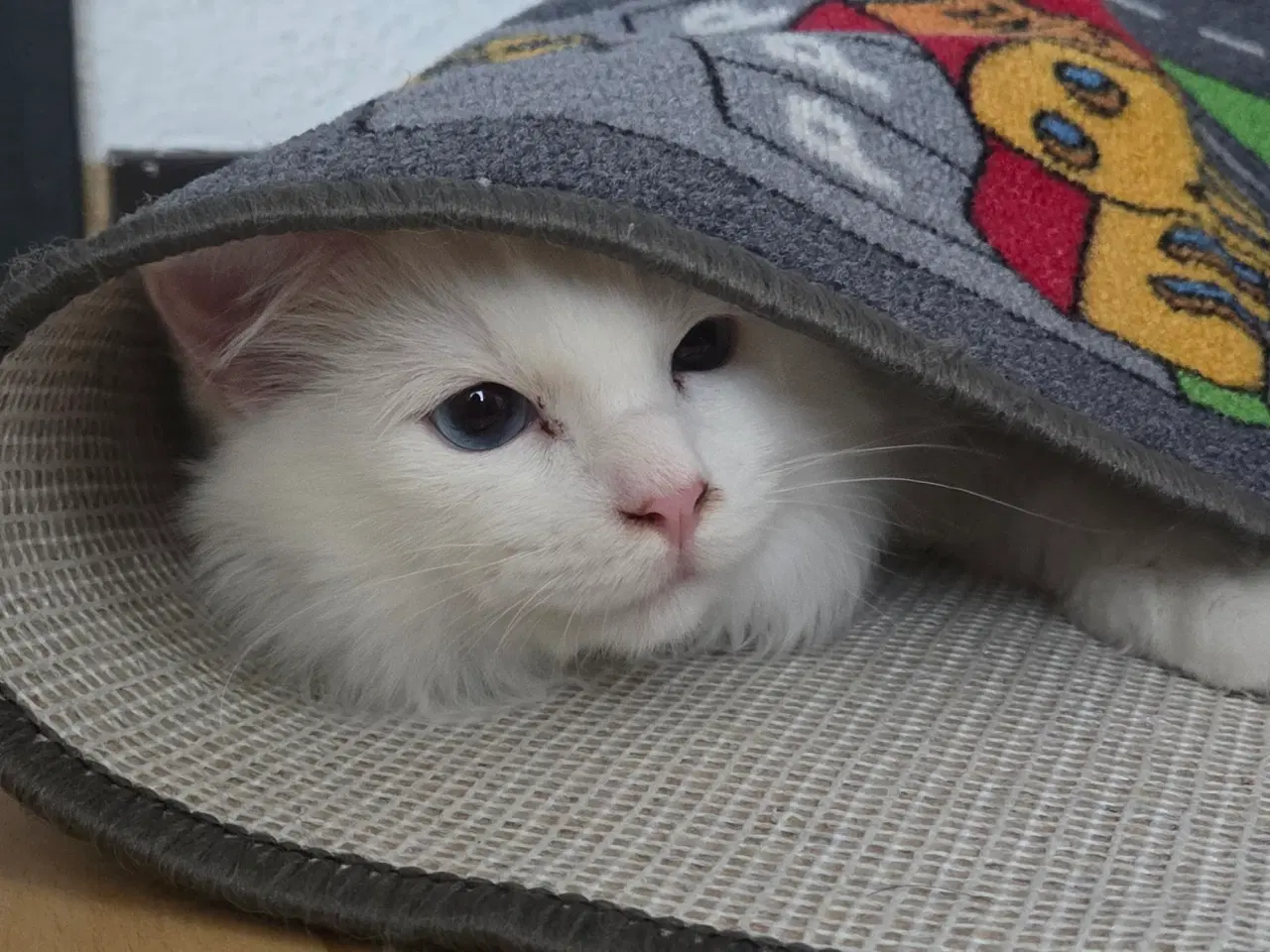 Billede 2 - Ragdoll/Siberian mix