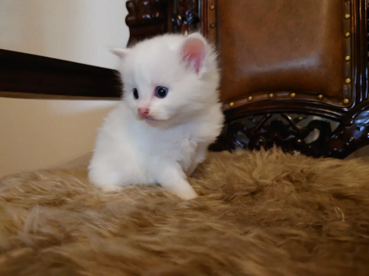 Billede 4 - Maine coon killinger Far med tavle