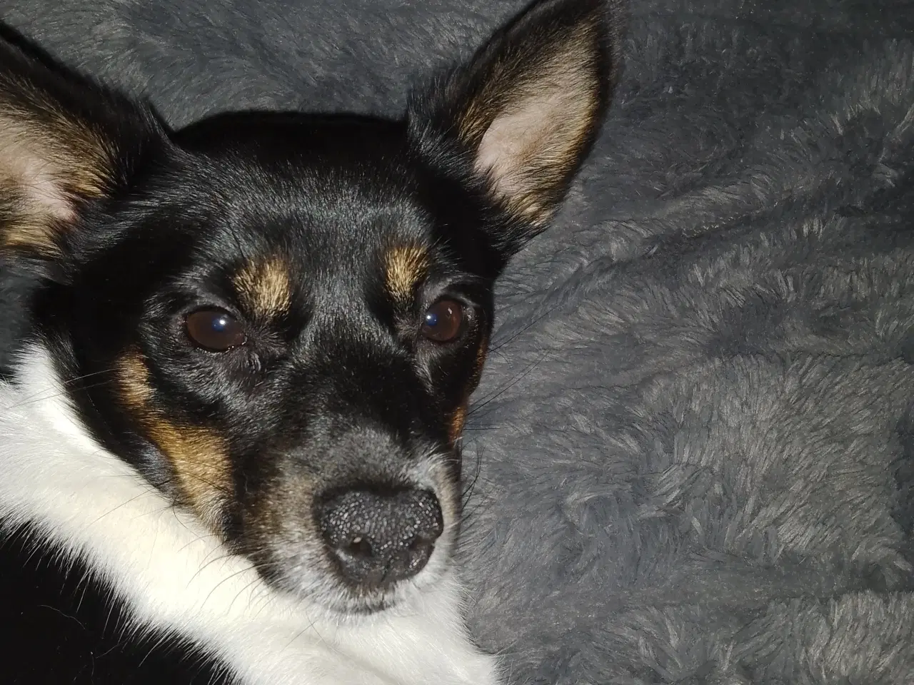 Billede 3 - Blandings hund 