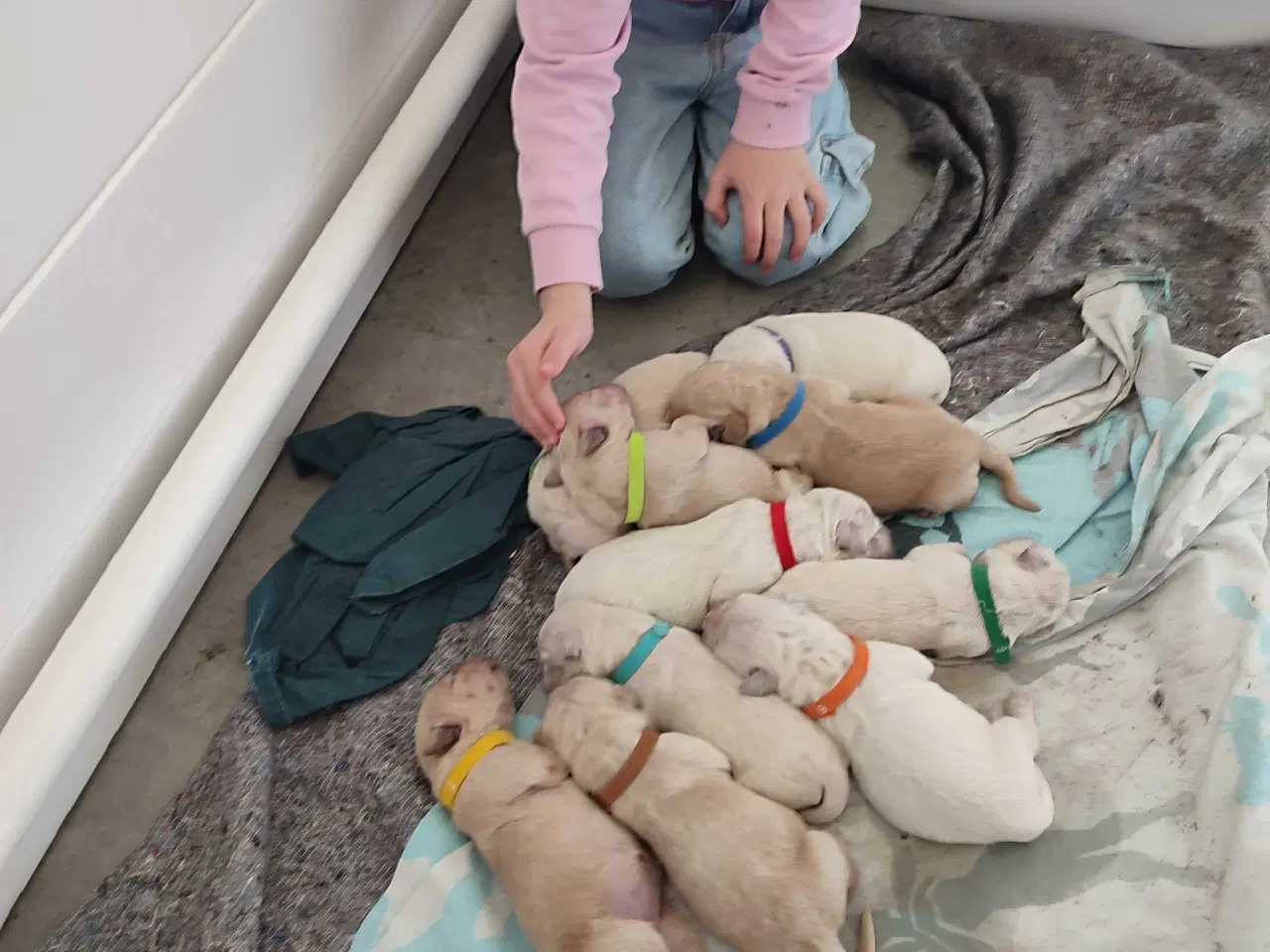 Billede 15 - Golden Retriever Hvalpe 